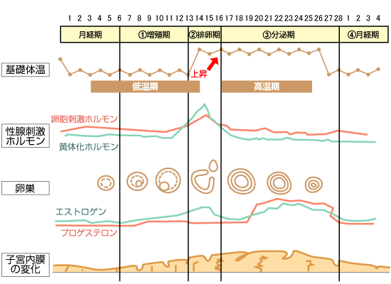 高槻　妊活　不妊治療