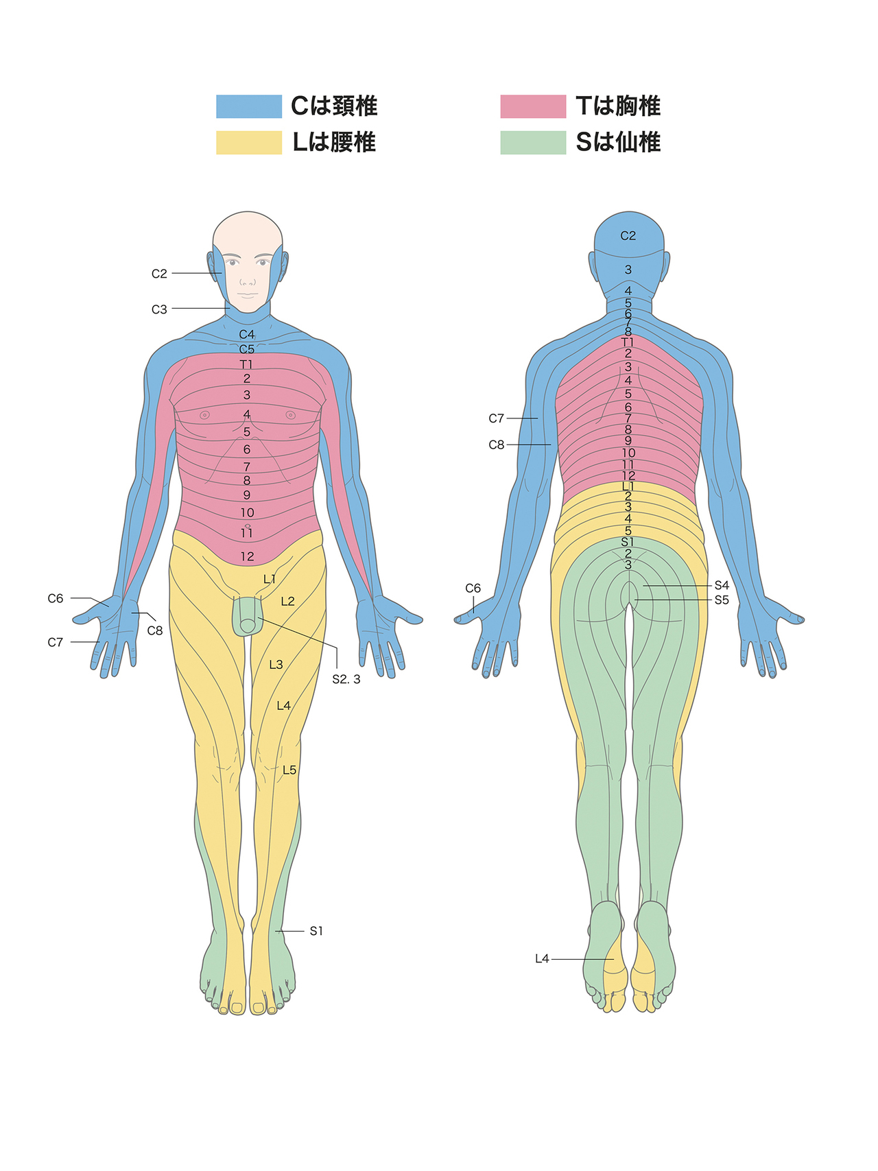 高槻　寝違い　首の痛み　橋本鍼灸整骨院　保険治療