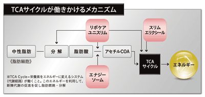 メソボディークリーム　脂肪燃焼